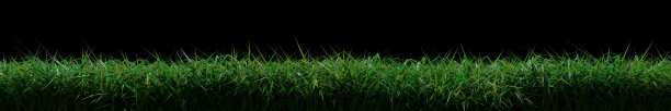 3d渲染绿草孤立的黑色背景图片下载