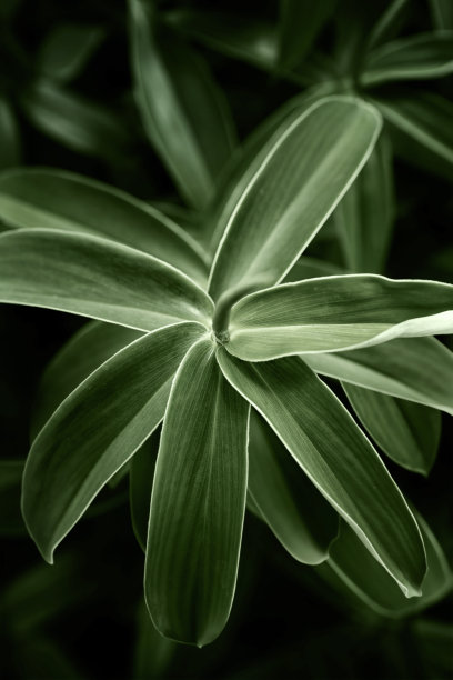 青霉。图片下载