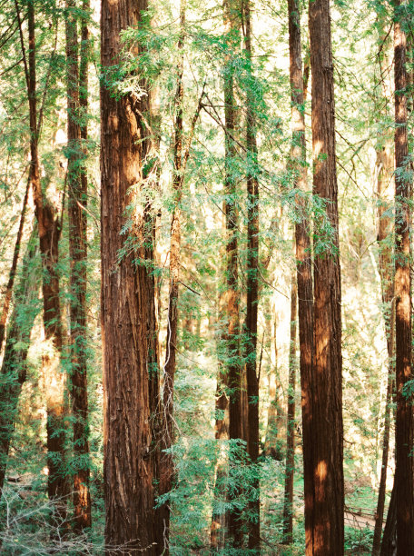 加州红木树,图片下载