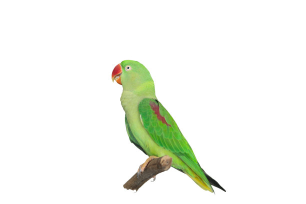 绿色鹦鹉孤立在白色与修剪路径。图片下载