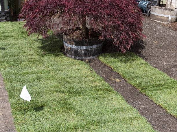 即时绿色草坪，草皮草皮裸露的土壤树图片下载