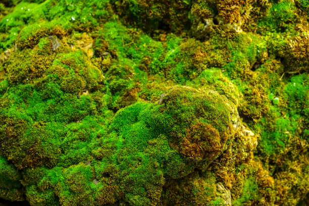在花园的岩石上封闭的绿色苔藓作为绿色植物的抽象背景。图片下载