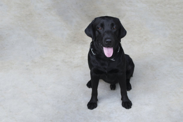 一张黑色拉布拉多小狗看着相机的肖像。从上面看与复制空间。图片下载