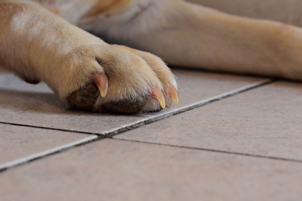 拉布拉多狗的爪子和指甲的特写图片下载