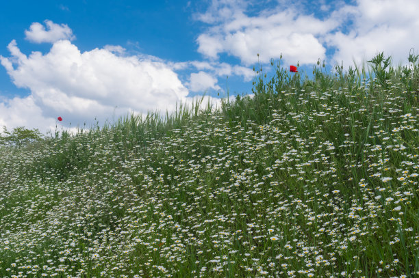 田野上的甘菊与蓝色的乌云天空图片下载