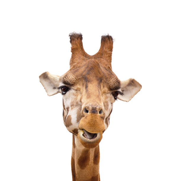 滑稽的长颈鹿肖像图片下载