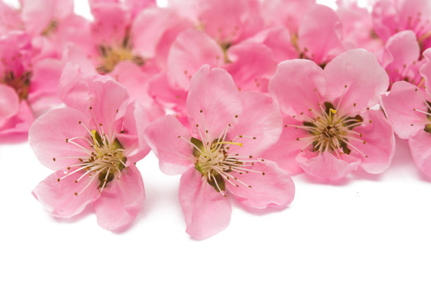 樱花花朵孤立图片下载