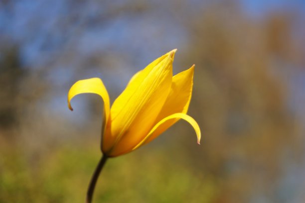 植物花- 2018年春天-微型郁金香图片下载