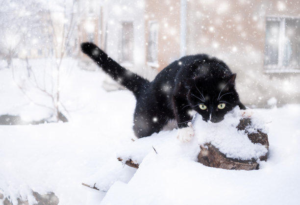 下雪天，黑白猫在树桩上爬。图片下载