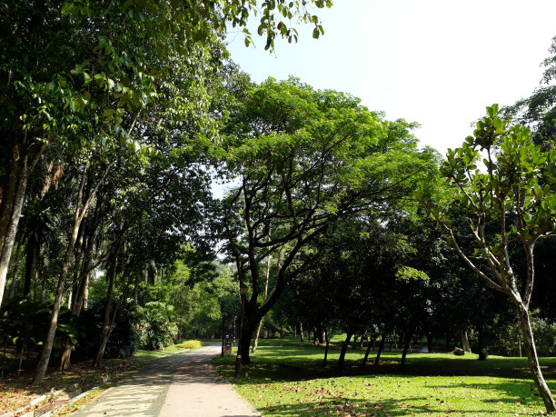 湖园美丽小径图片下载