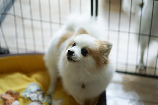 这是一只可爱的博美犬。图片下载