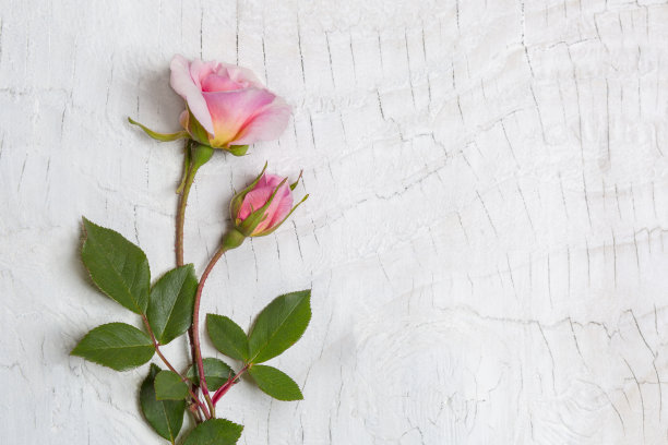 浅色背景素材ID：318028782