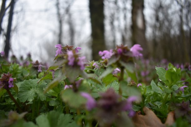 春天图片素材ID：318032364