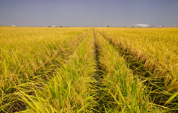 水稻收获图片下载