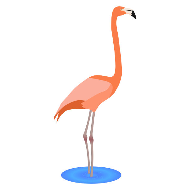 粉红色的火烈鸟图片下载