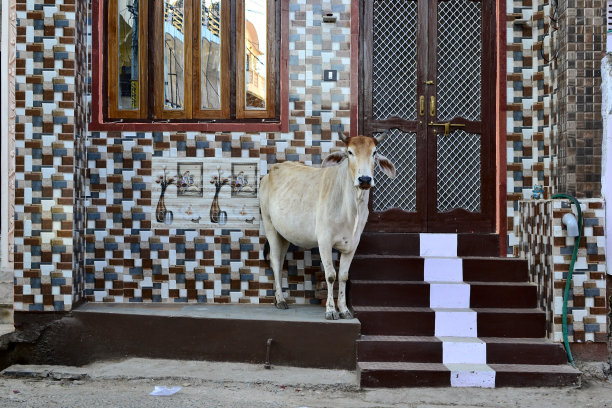印度房子附近街道上的奶牛图片下载