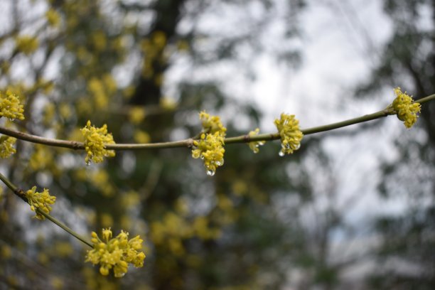 春天图片素材ID：318044166