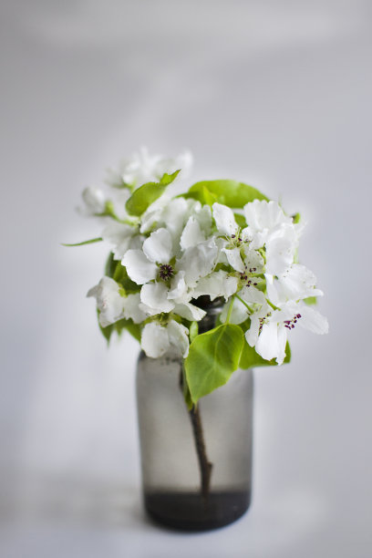 花瓶里的苹果树枝图片下载