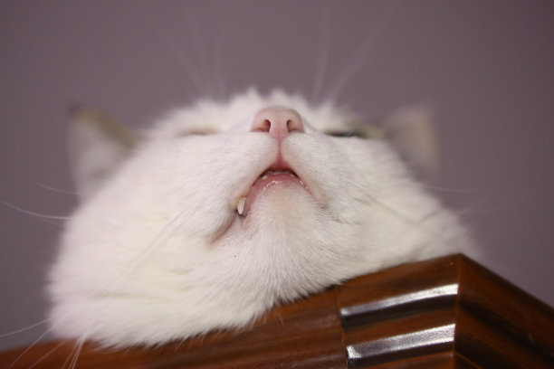 猫咪滑稽的照片躺在柜子上打盹的特写照片图片下载