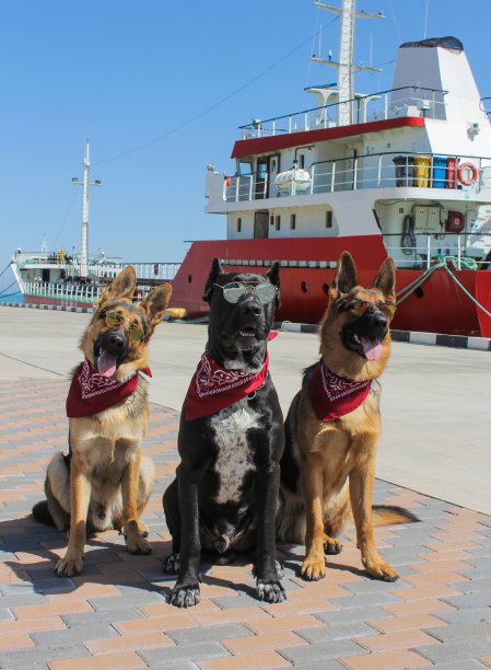 很棒的德国牧羊犬和甘蔗Corso和眼镜。狗的脖子上有红色的头巾。图片下载