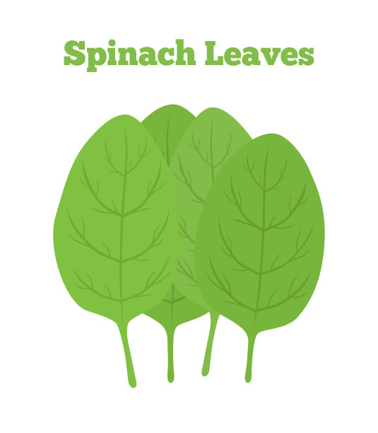 载体健康绿色菠菜，有机素食生食图片下载