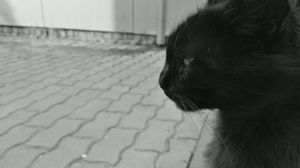 猫在城市图片下载