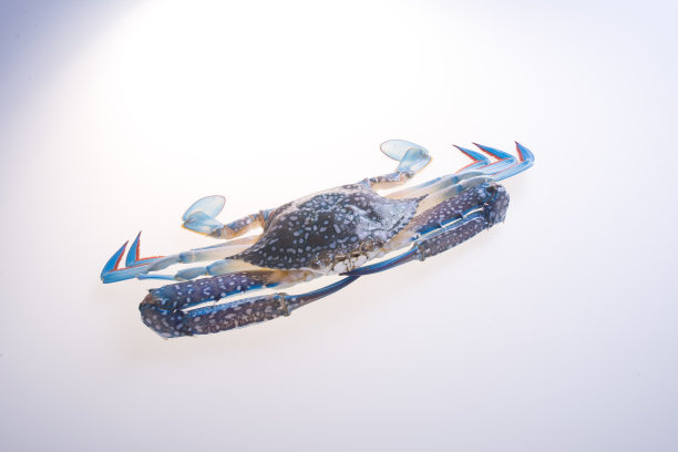 螃蟹的背景。图片下载