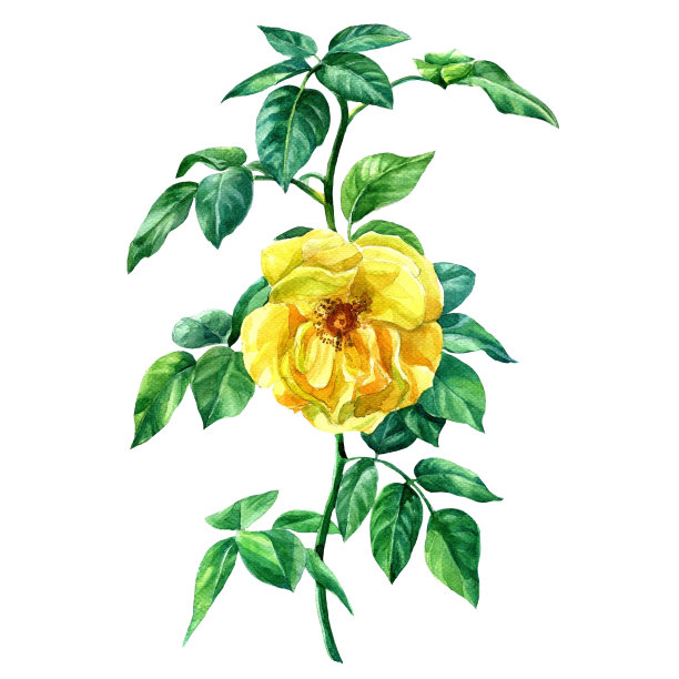 玫瑰插画素材ID：318069720