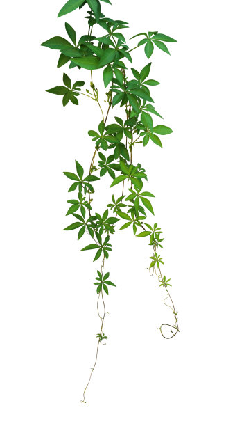 野生牵牛花叶子藤热带植物孤立在白色的背景，修剪路径包括图片下载