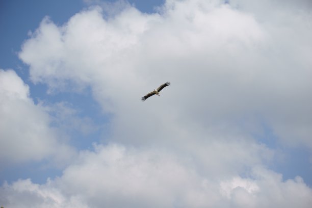 白鹳在多云的天空飞翔图片下载