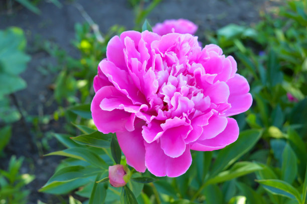 粉红春天花图片下载