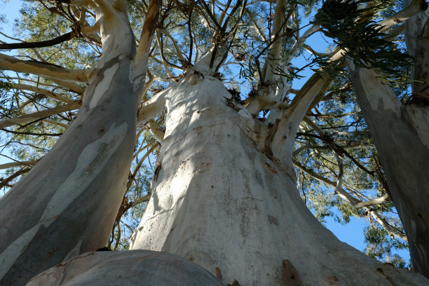 一棵没有树皮的巨大老桉树图片下载