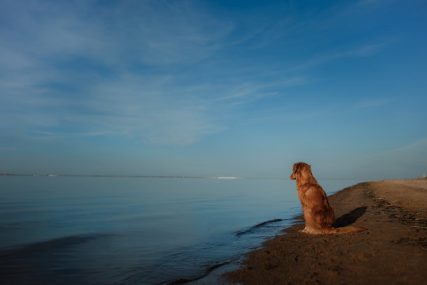 一只狗坐在海滩上，看着大海图片下载