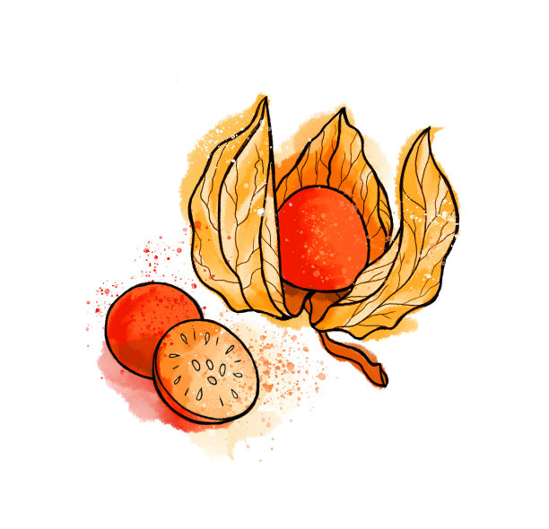 手绘彩色明亮灯笼果、浆果水彩背景素材图片下载