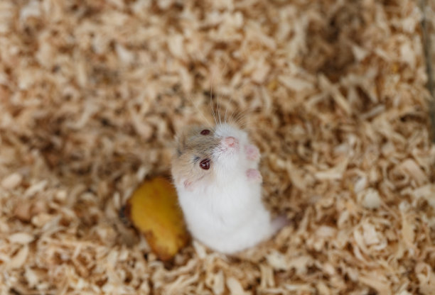 小动物图片下载