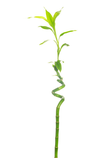 绿色的竹子图片下载