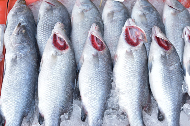 新鲜的海鲈鱼或鲷鱼在市场上冰冻。图片下载