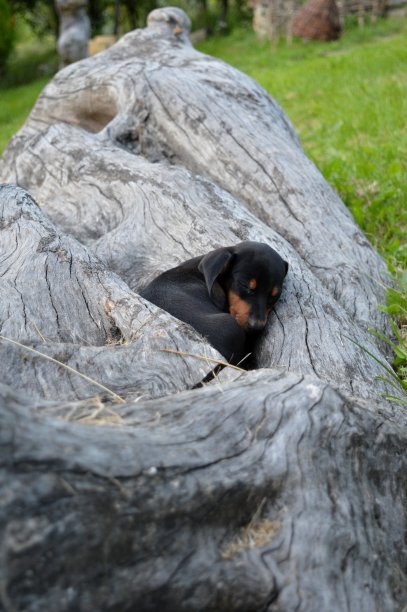 一只小黑狗图片下载
