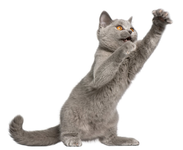 英国短毛小猫，3个月大，在白色背景前用手抓图片下载