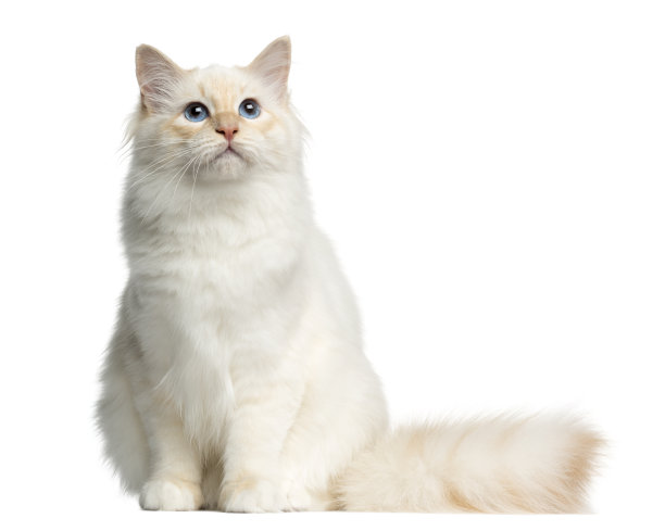 正面视图伯曼猫坐着，孤立的白色图片下载