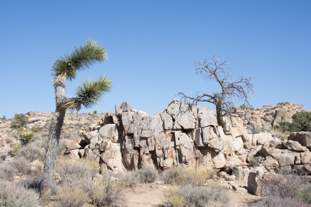 加州约书亚树沙漠地区的沙漠岩层图片下载