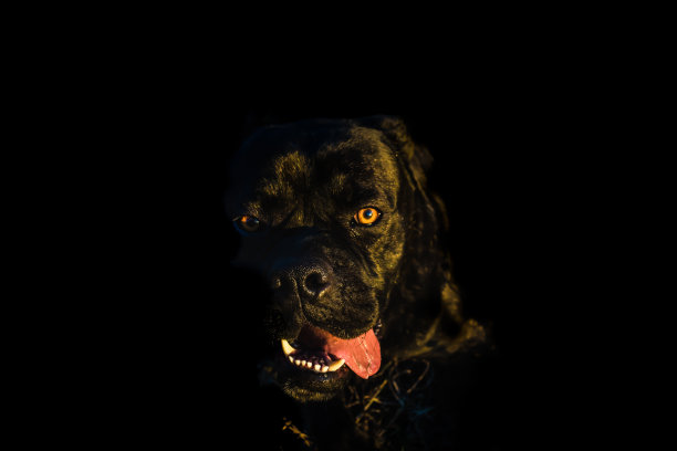 一只大黑狗的画像;眼睛在镜头;甘蔗corso;意大利牛头獒图片下载