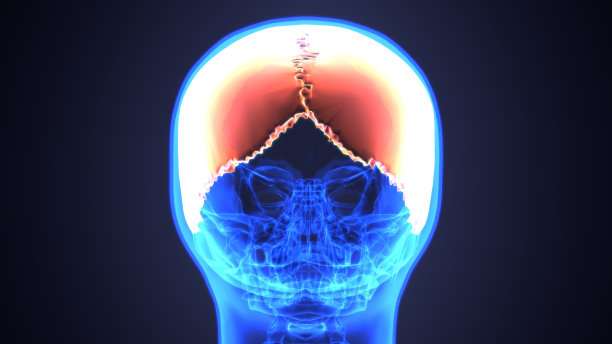 颅骨解剖的3D插图-人体骨骼医学概念的一部分。图片下载