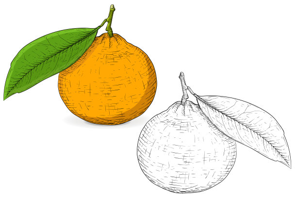 橘子。彩色和黑白手绘草图图片下载