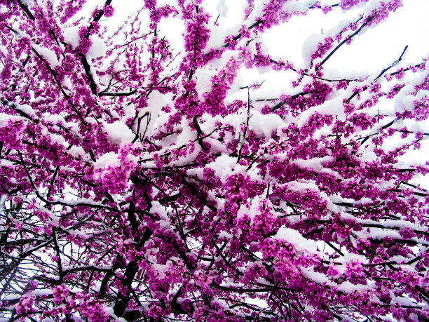 雪上的特写在盛开的紫荆树在三月-背景图片下载