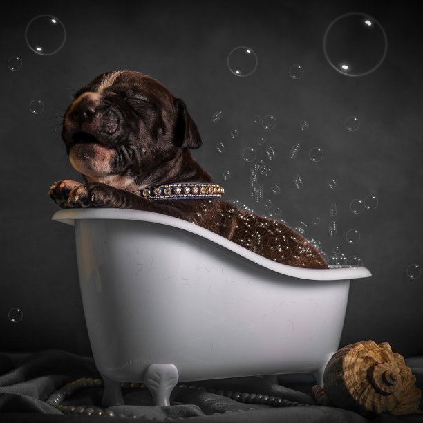 小狗正在浴室洗澡图片下载