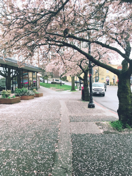 樱花的树图片下载