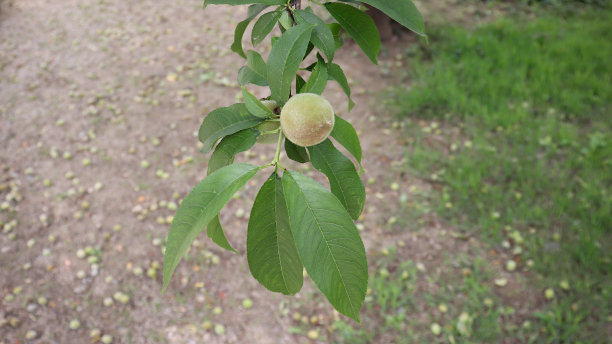这是桃子的特写照片。图片下载