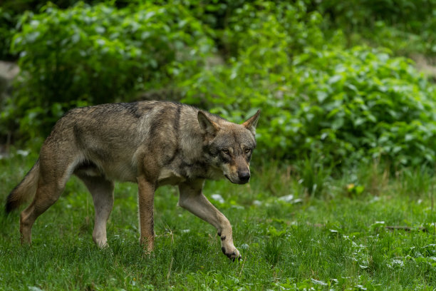 卢普格里斯 - 灰狼图片下载