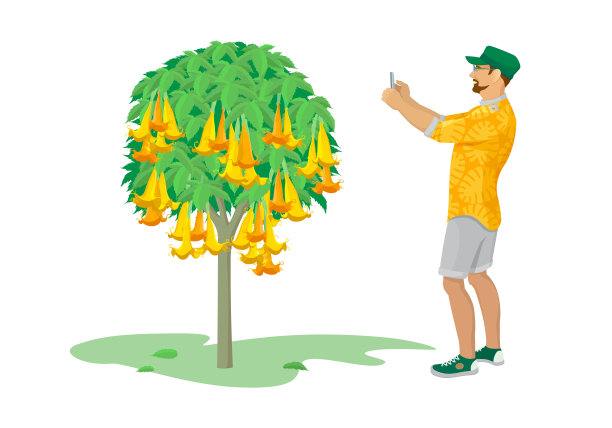 人的彩色图形，用手机拍摄热带植物-芒果树，与花。他用装置收集新的印象。矢量插图，孤立在白色背景上。图片下载